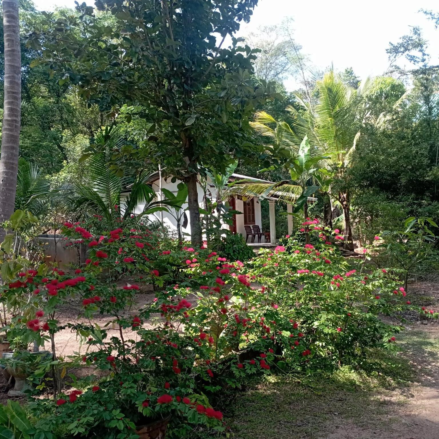 Sanjana Home Stay Habarana Εξωτερικό φωτογραφία